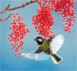 bird that flies for years 1