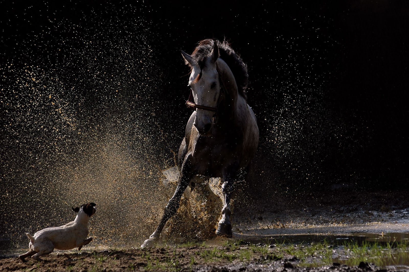 Köpek Resimleri HD Dogs Wallpapers Duvar Kağıtları Kaliteli Resim