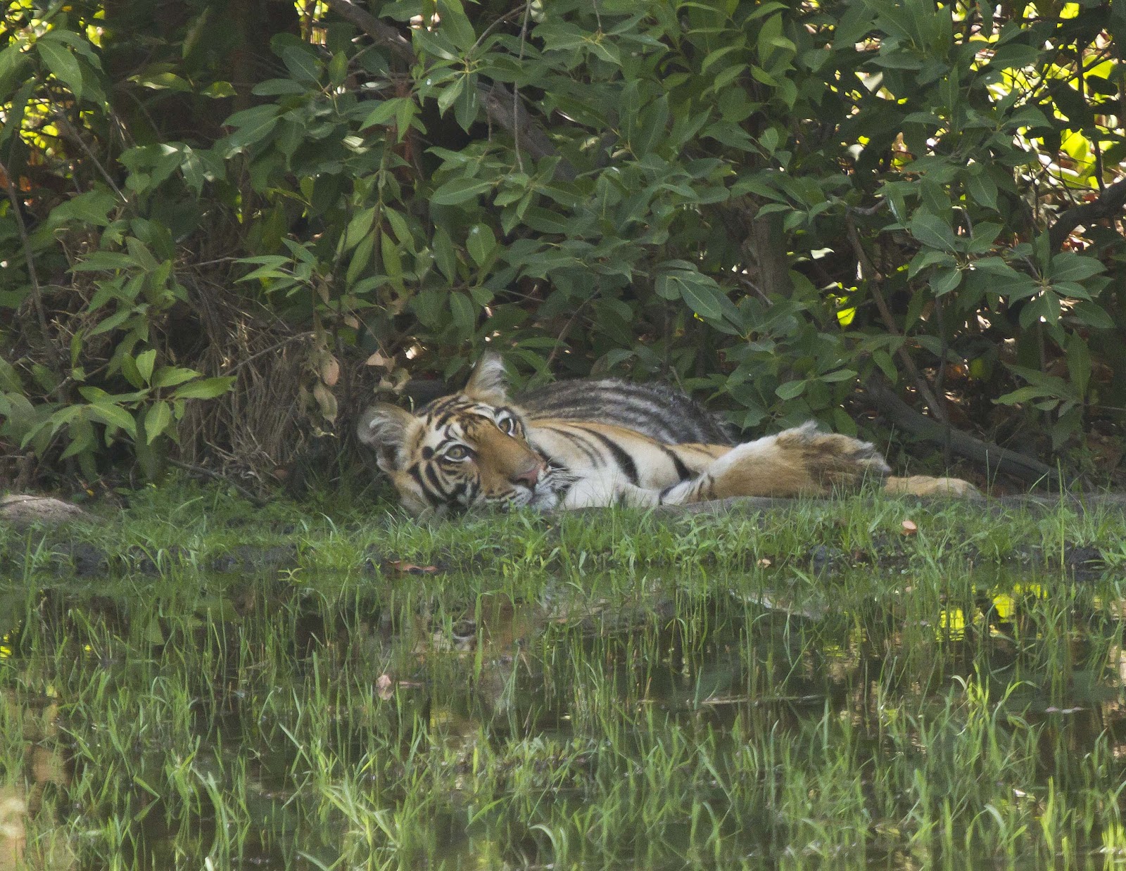 Wildlife Wander Bandhavgarh Tiger Reserve Benevolent Tiger Gods