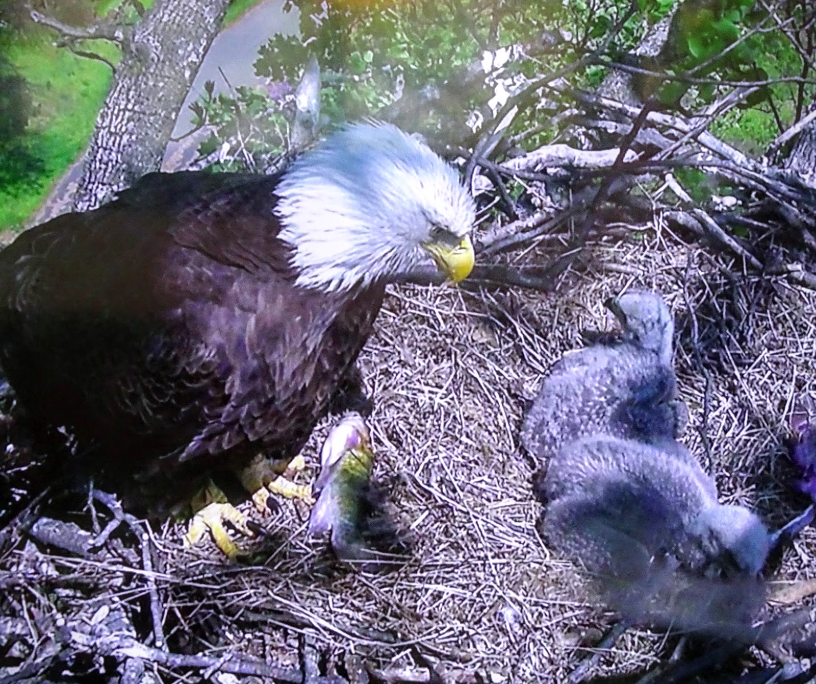 Love, Joy and Peas Adult Bald Eagle Feeds Two Baby Eagles