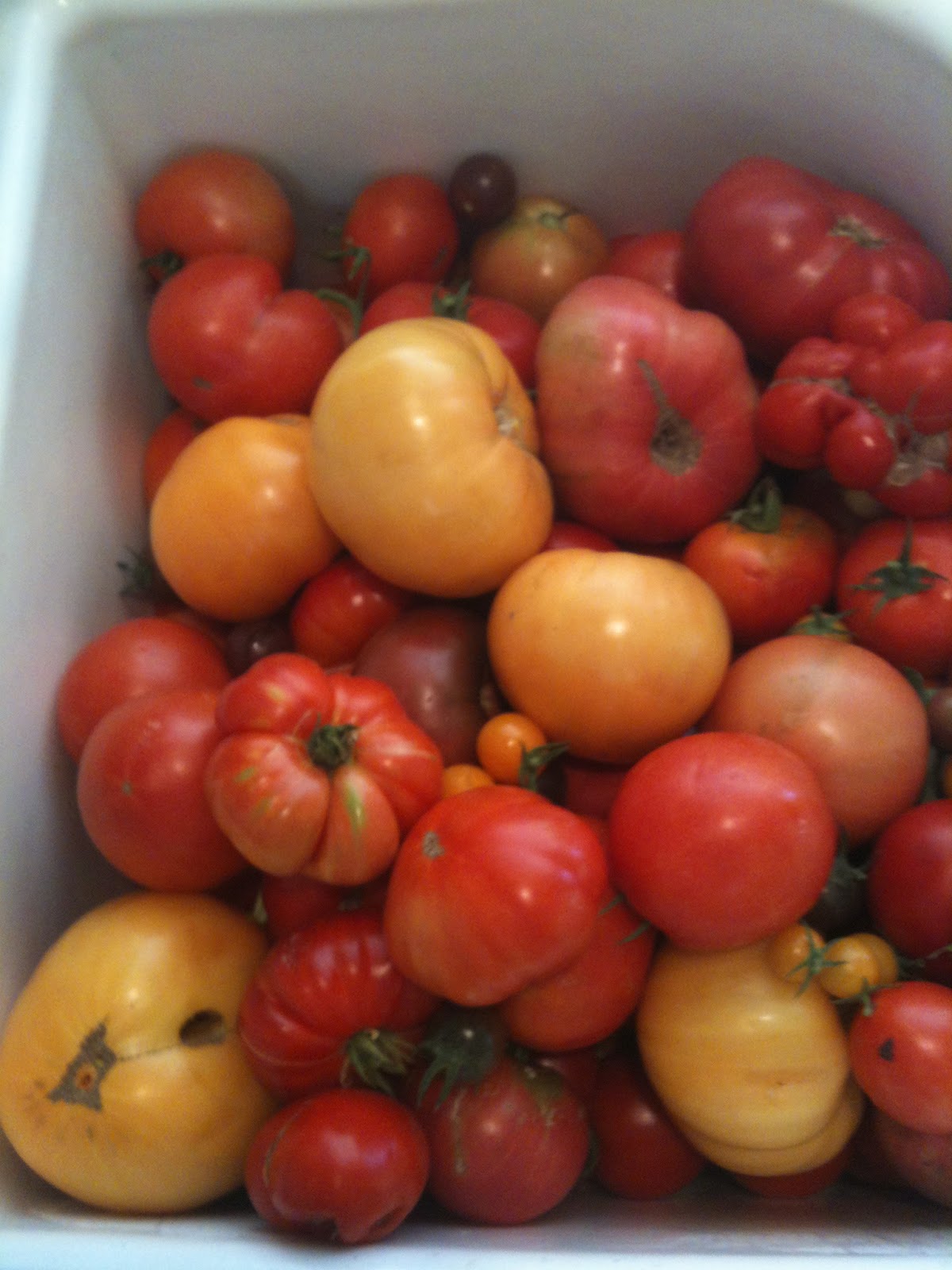 You Say Tomato, I Say Tomato Sauce Knitionary