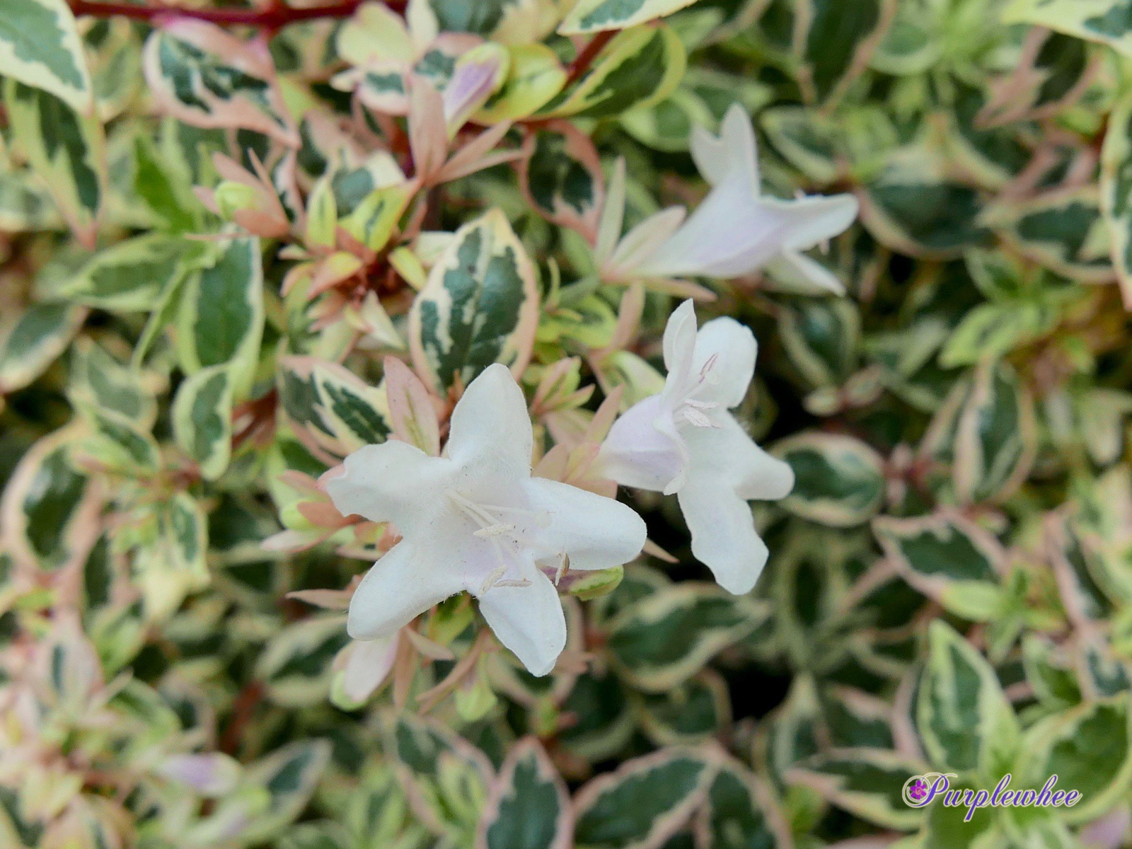 Abelia Plant Care And Culture Travaldo S Blog
