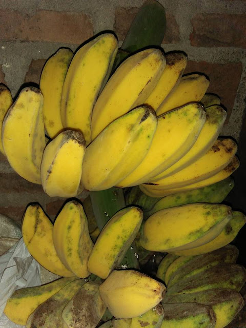 Manfaat Buah Pisang