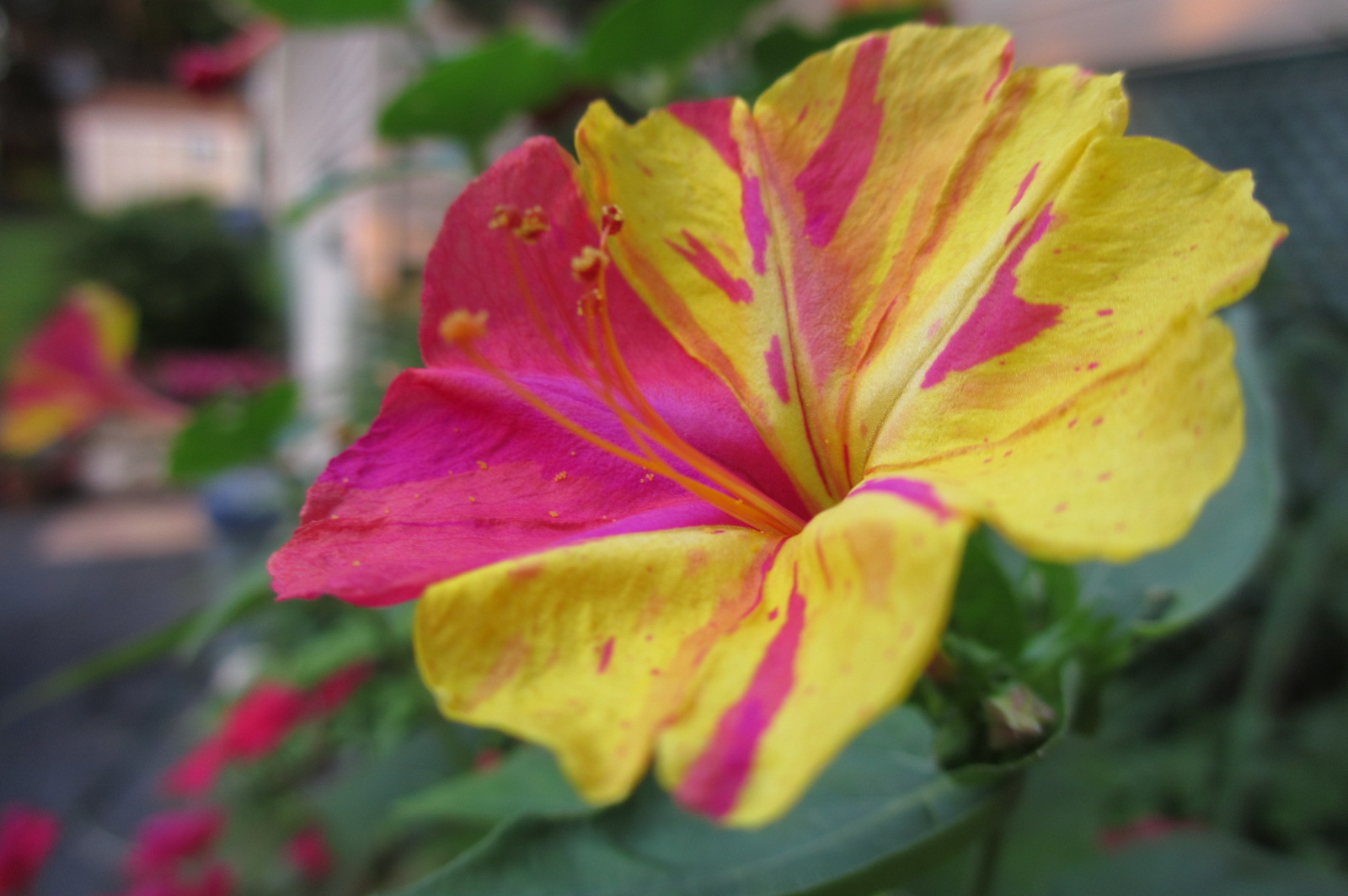 Reluctant Rebel Why Do My 4 O'Clocks Bloom at 730? And A 'Hummingbird