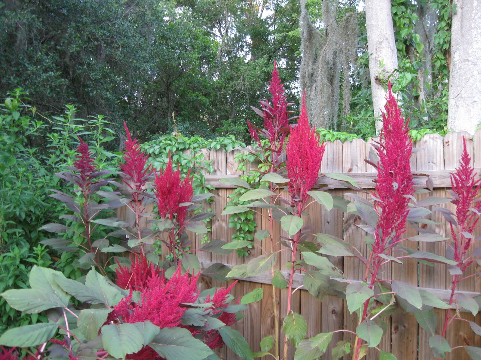 Growing Food in Florida Amaranth