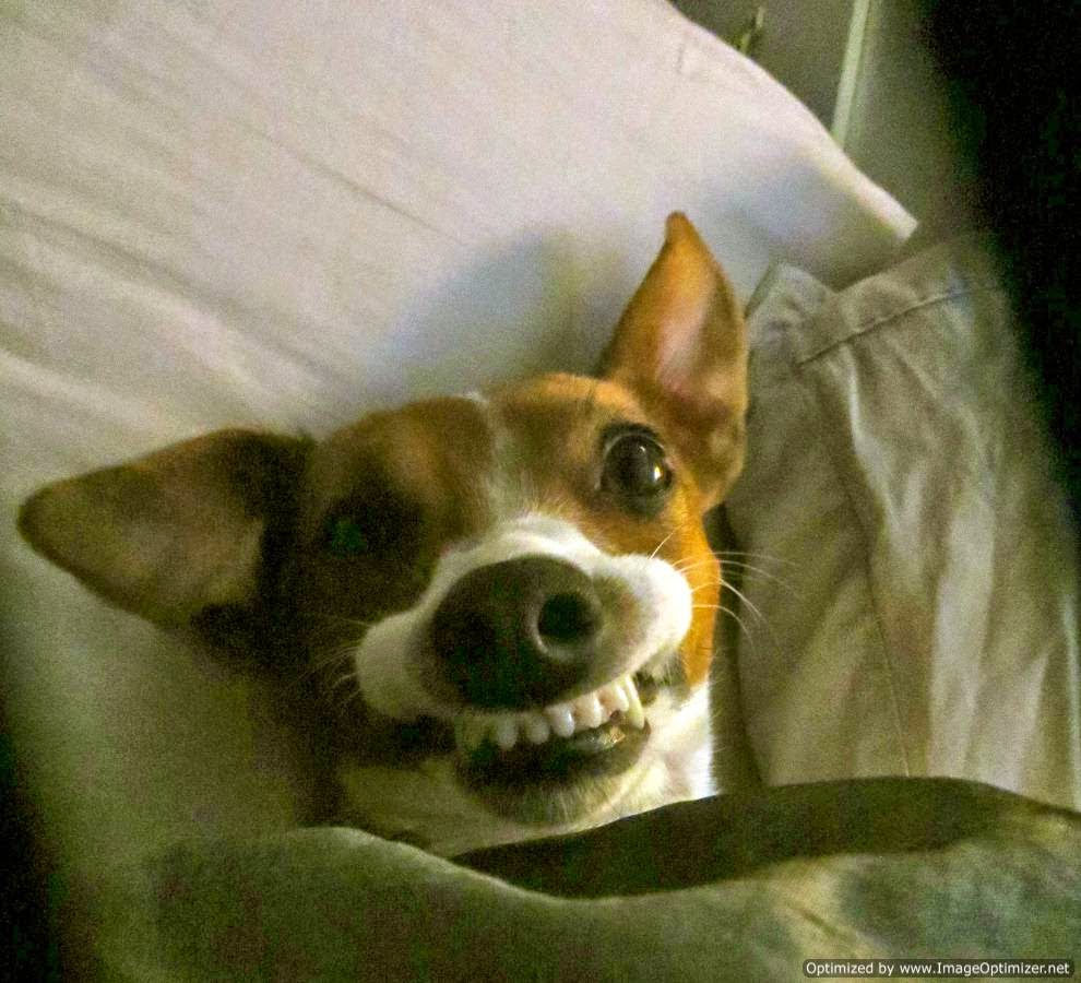 Top 16 Funny  Dog  Faces  Funny  Collection World