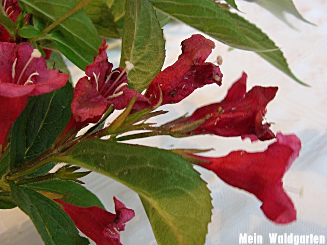 Mein Waldgarten Dreierlei Blüten Weigelie Kolkwitzie Deutzie