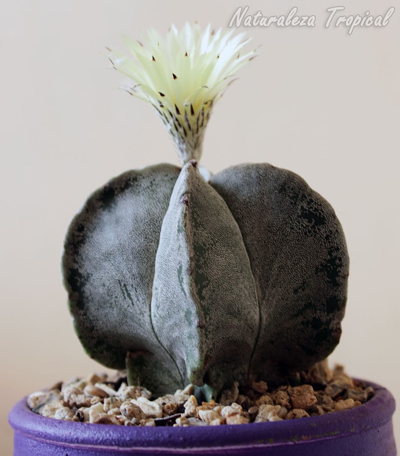 El Bonete de Obispo, Astrophytum myriostigma