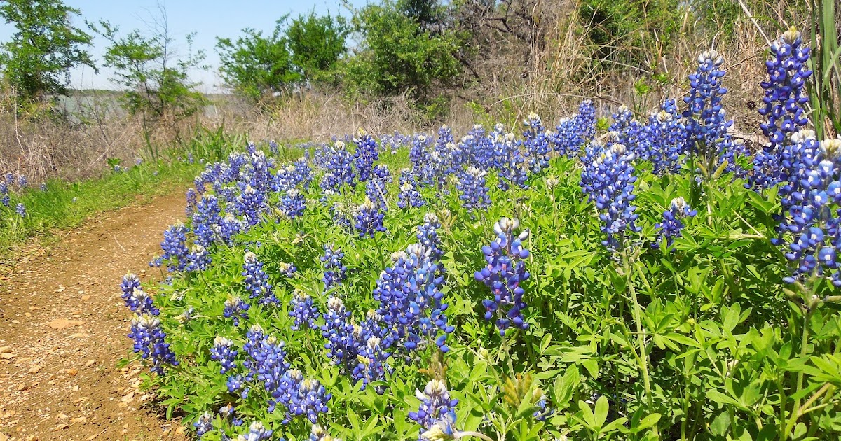 COA.TX Doctrine of laches (not the same as statute of limitations, but