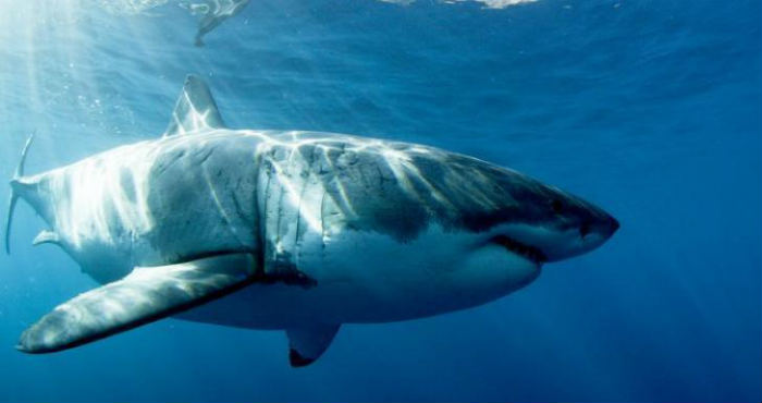 Mengungkap Legenda Dan Keberadaan Ikan Megalodon Mengungkap Legenda Dan Keberadaan Ikan Megalodon