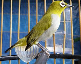menjemur pleci menjemur pleci