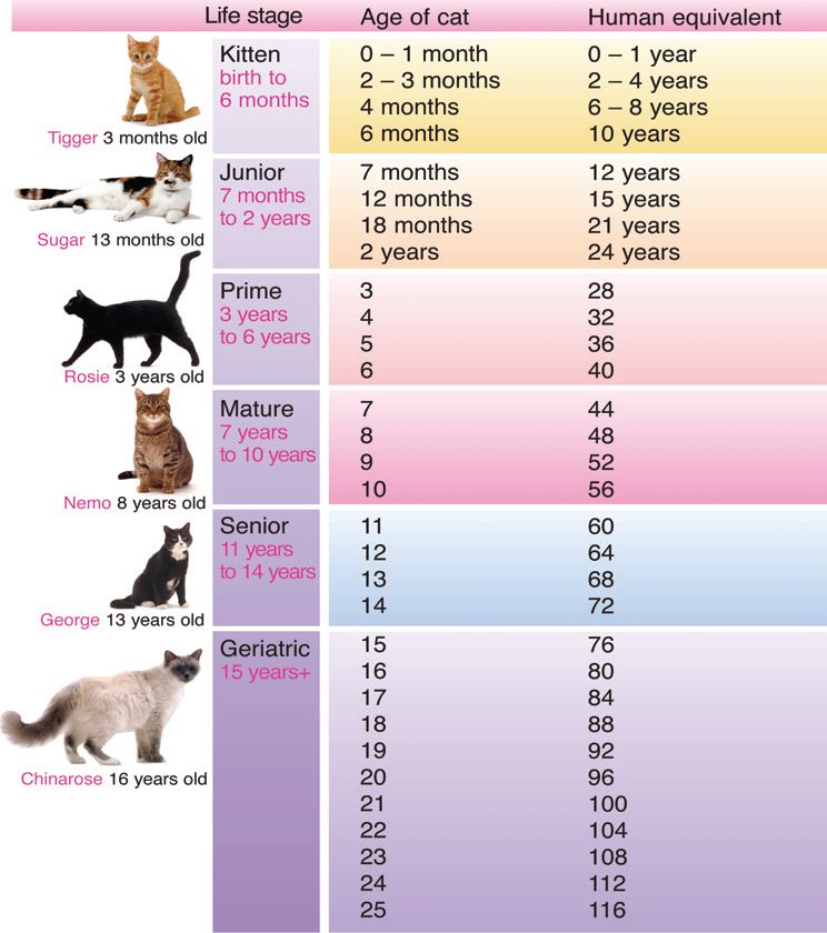 Ages and Stages - The Cat Age to Human Age Comparison ...