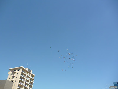 鳩 鳩