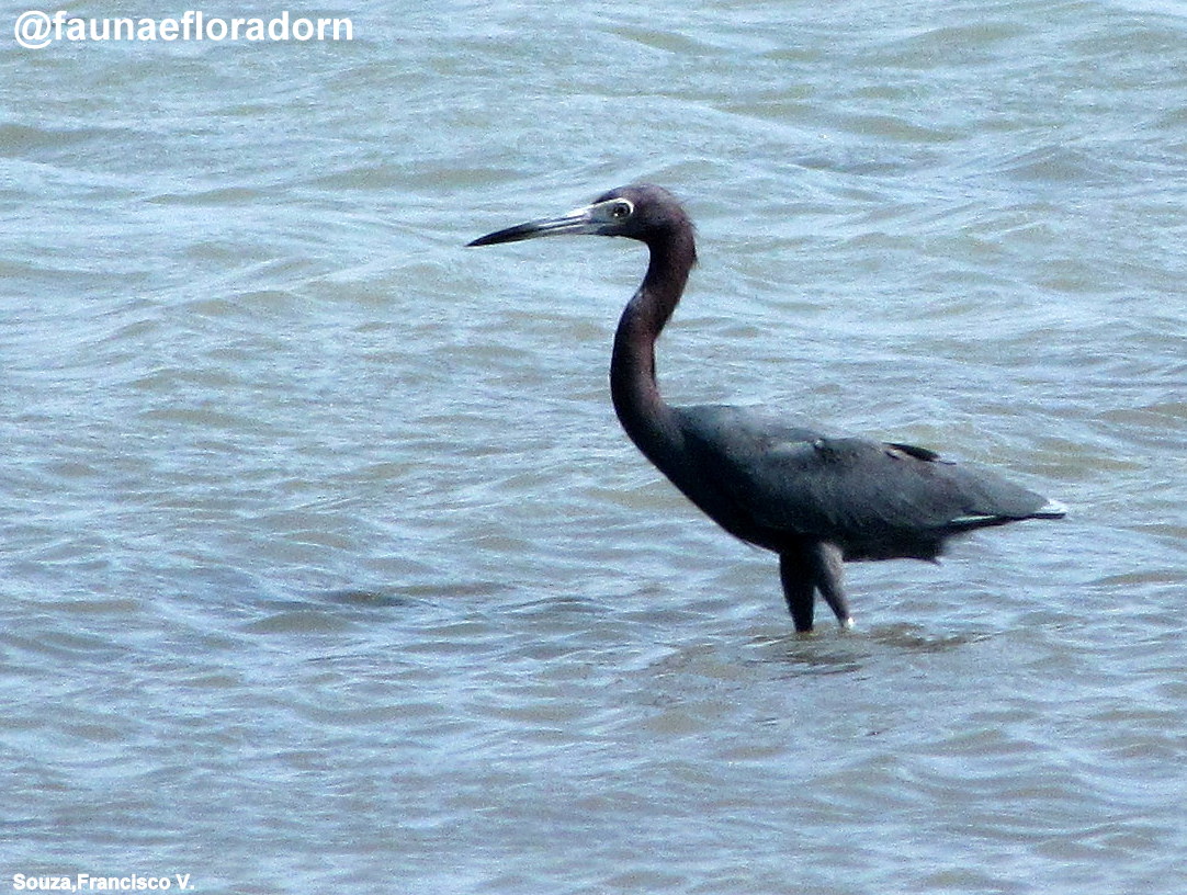 fauna e flora do rn garça azul egretta caerulea linnaeus 1758