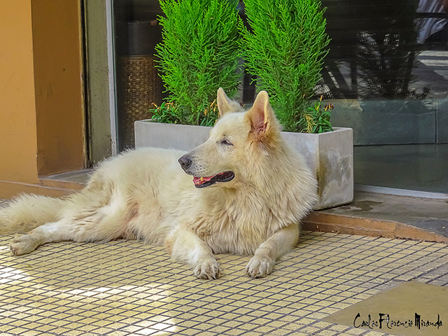 Blanquito Gran perro blanco sentado a la sombra en un día de verano.