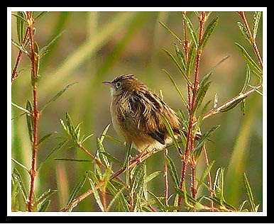 Buitrón (Cisticola juncidis)