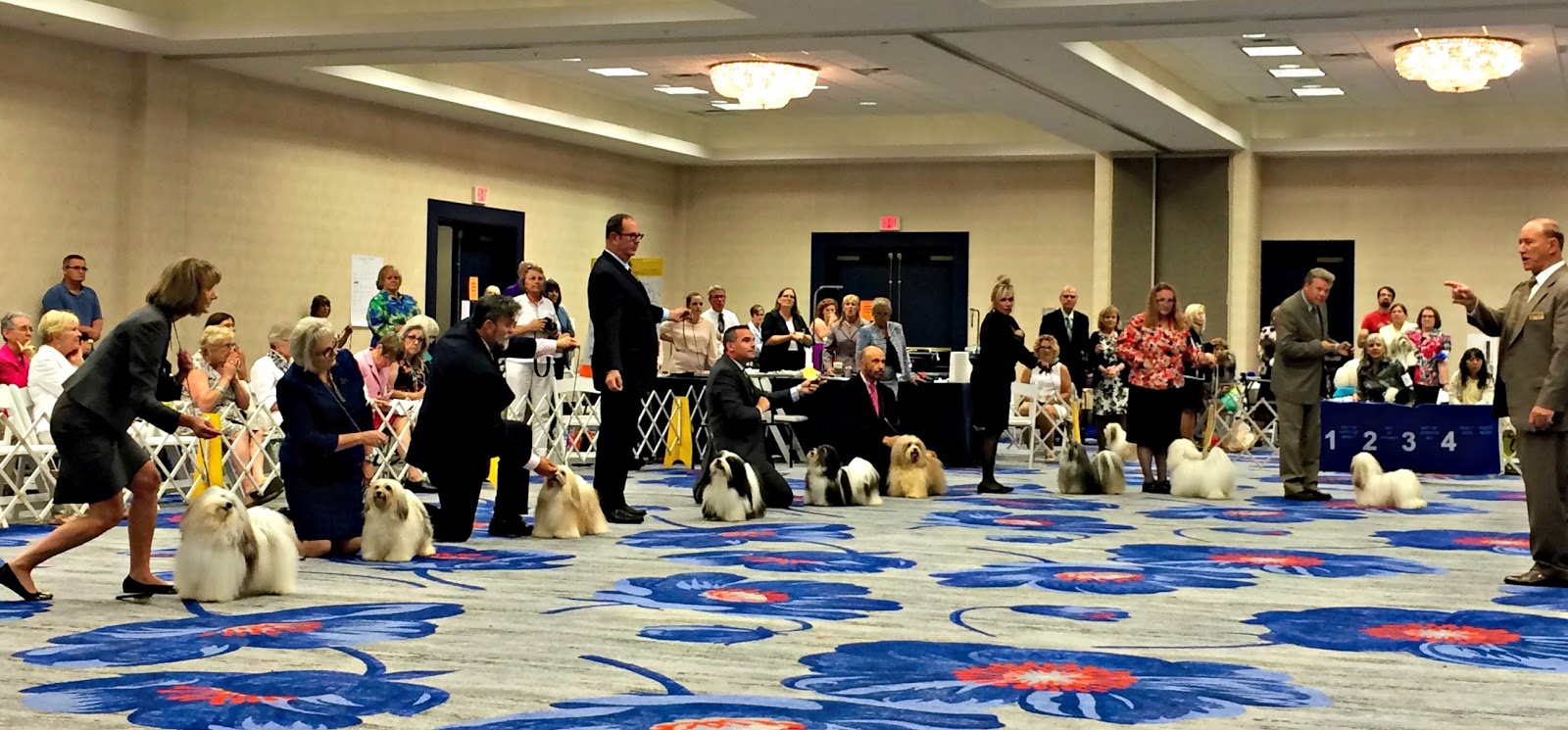 To Dog With Love Havanese Fun at Fido's Freebie Friday