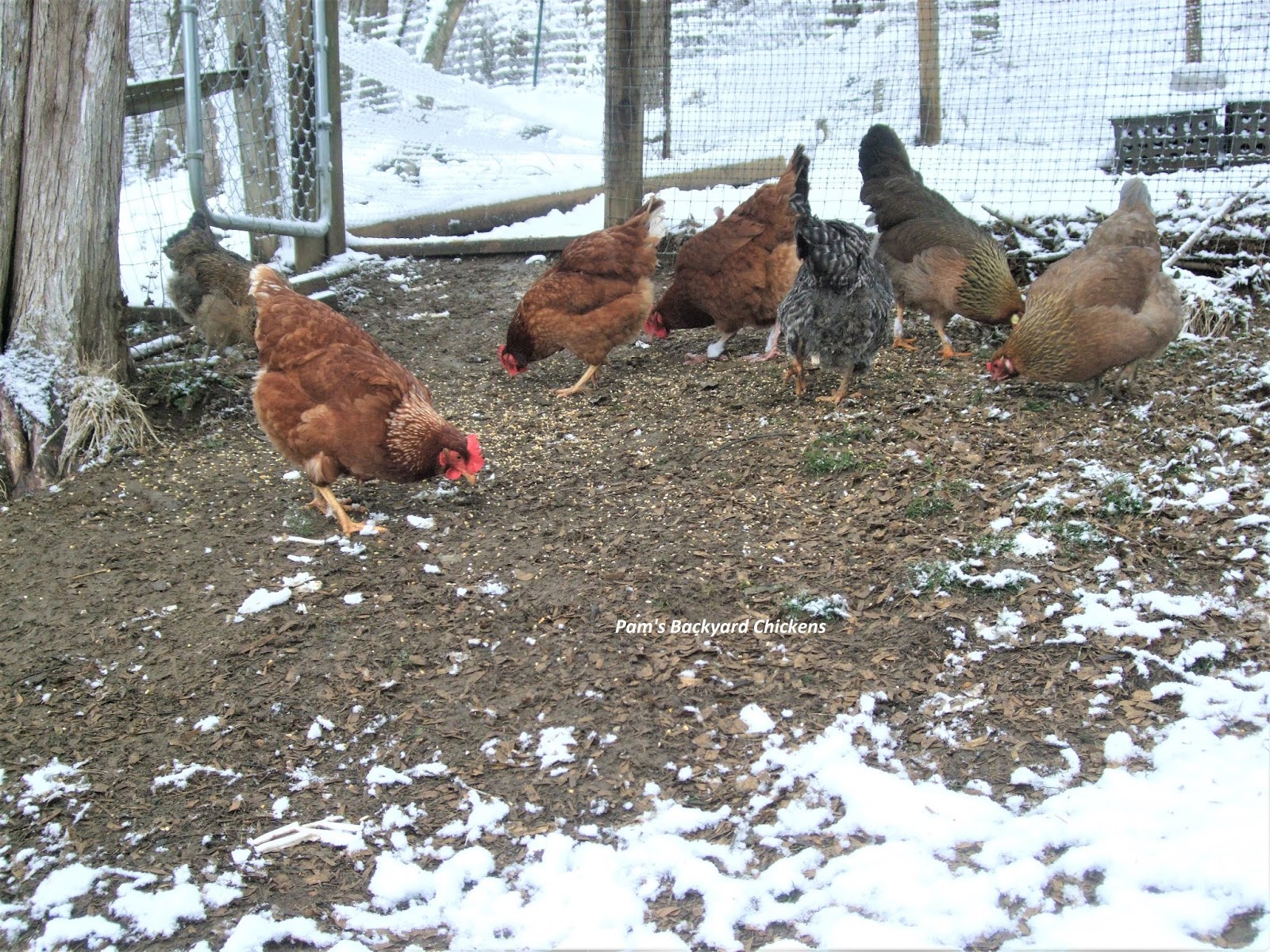 Pam's Backyard Chickens Winter Chicken Keeping How Cold is Too Cold