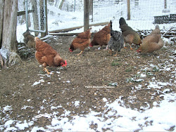 cold chicken too winter chickens coop keeping