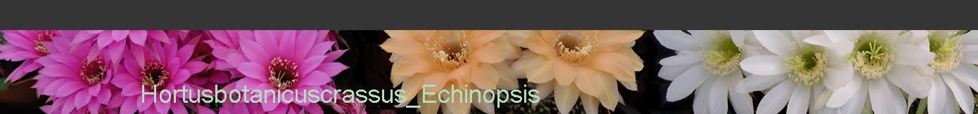 hortusbotanicuscrassus_Echinopsis