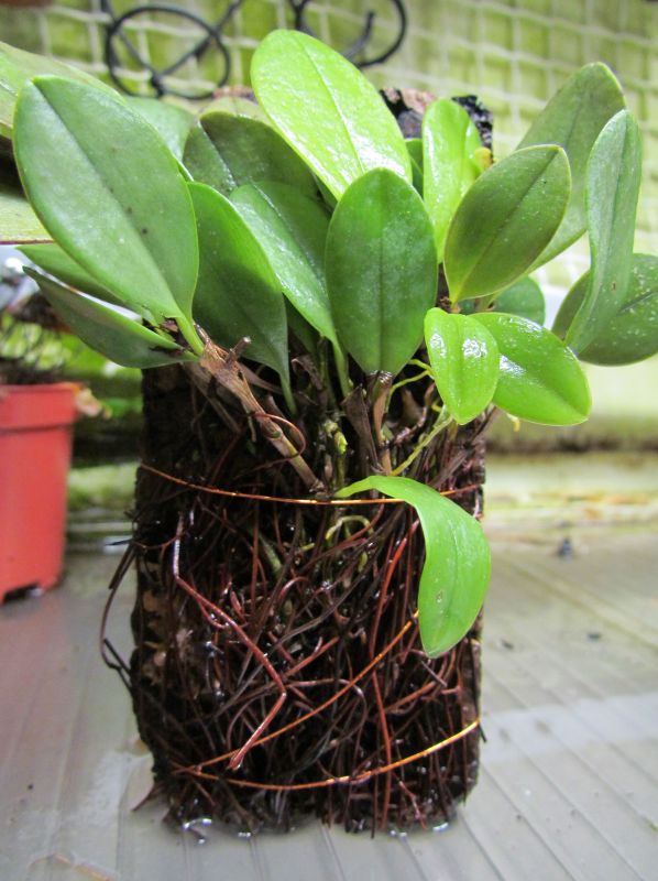 Pleurothallidinae Index Zootrophion et affiliés