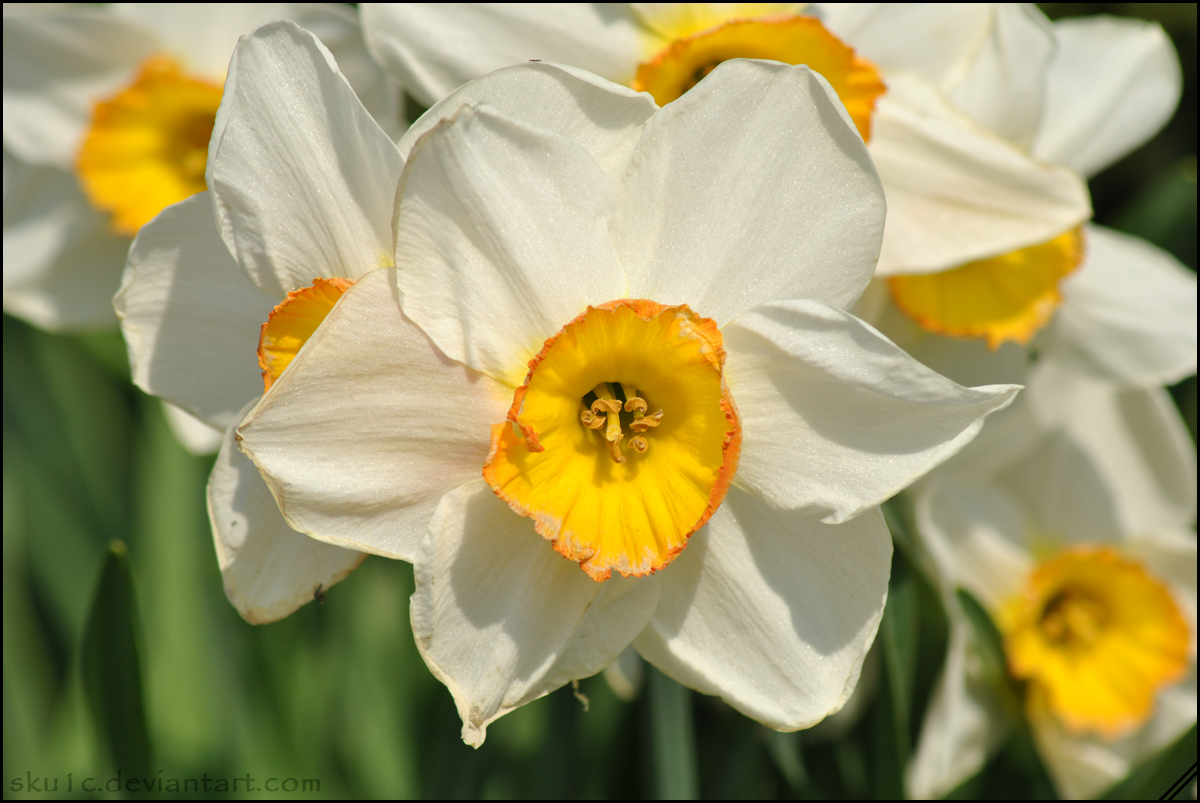 flowers for flower lovers.: Daffodils pictures.