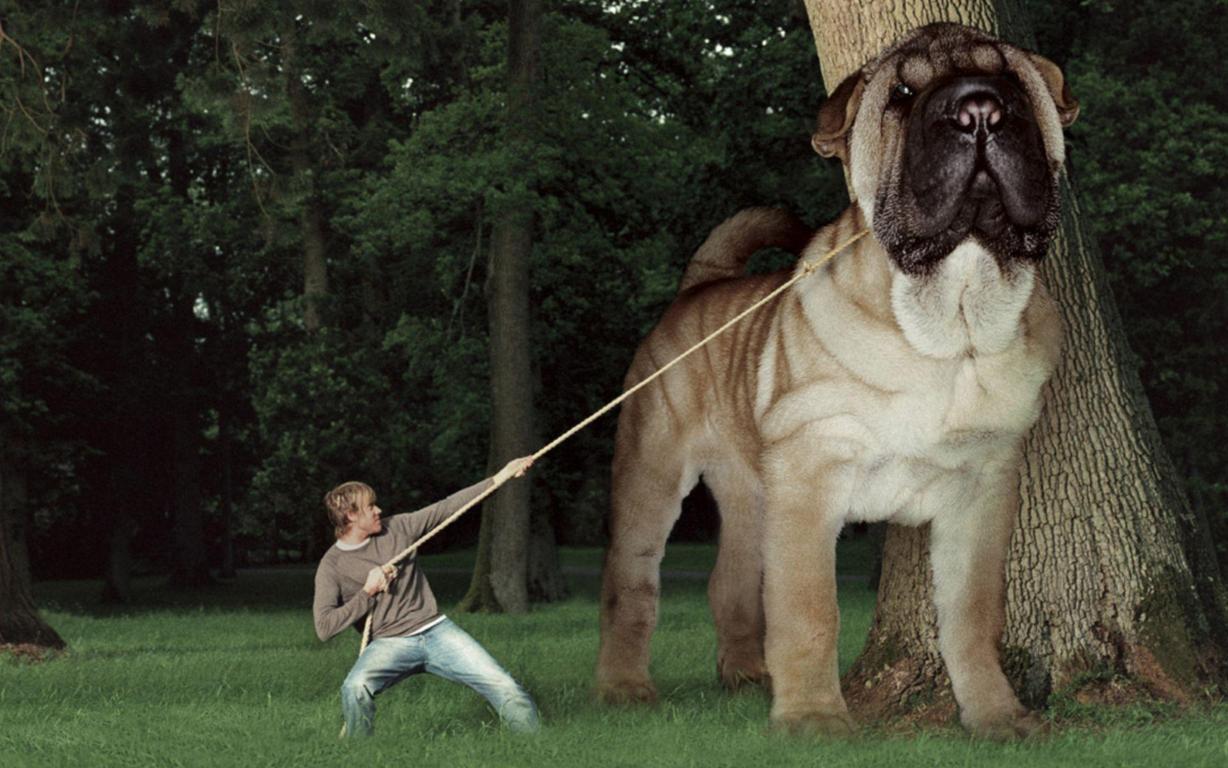 Biggest Dog in the World HD Wallpapers new asimbabalinks