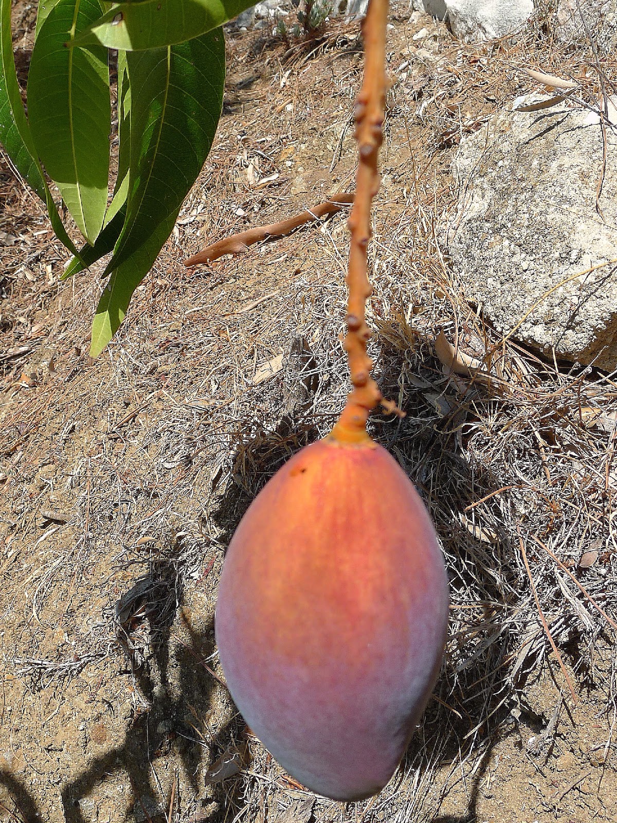 MY KITCHEN IN SPAIN MANGO MANIA