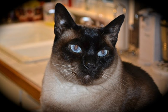 Siamese Cat