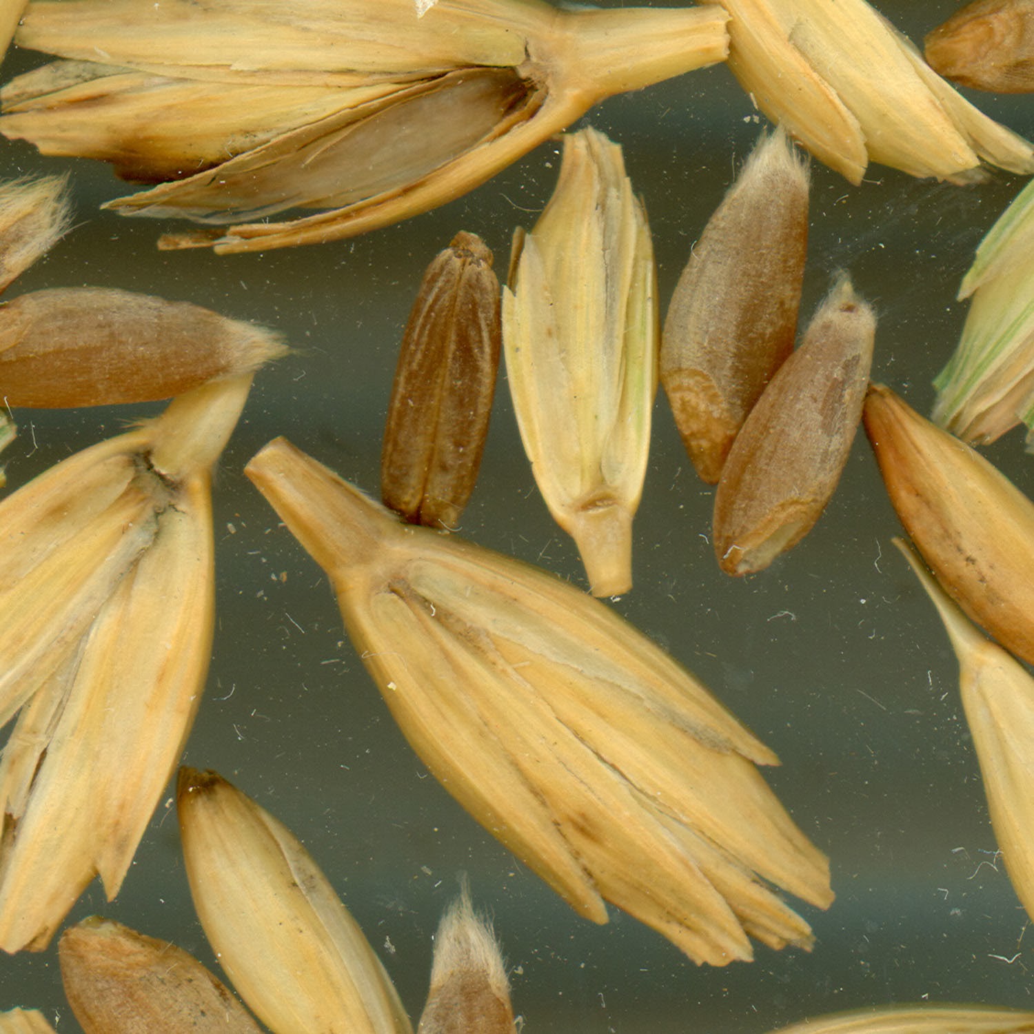 Ancient Food and Farming: Emmer wheat: the most important crop for ...