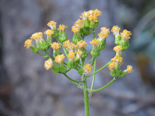 lassen volcanic national park northern california wildflowers