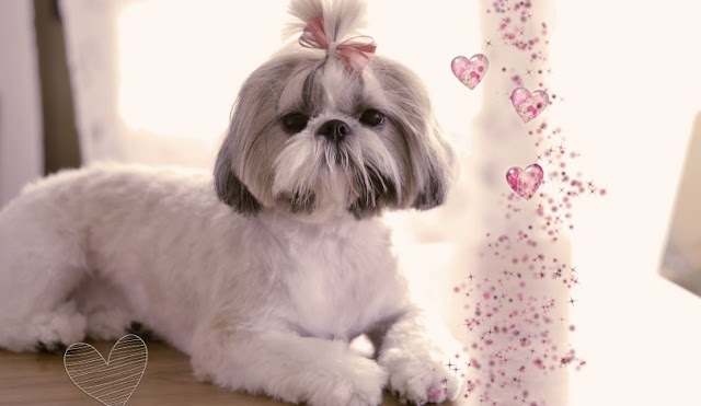 Monitora o seu shih tzu pelo celular