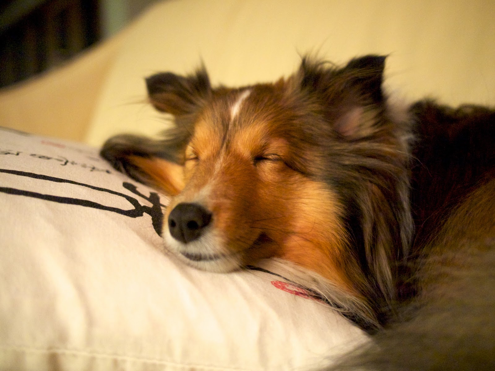 Story Dog Accompagny Girl To Bed Story Dog Accompagny Girl To Bed