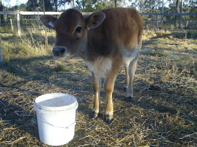 eight acres: how to bottle feed a calf