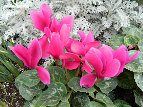 Pink cyclamen in front of silver dusty miller at the Toronto Allan Gardens Conservatory Spring Flower Show 2013 by garden muses: a Toronto gardening blog