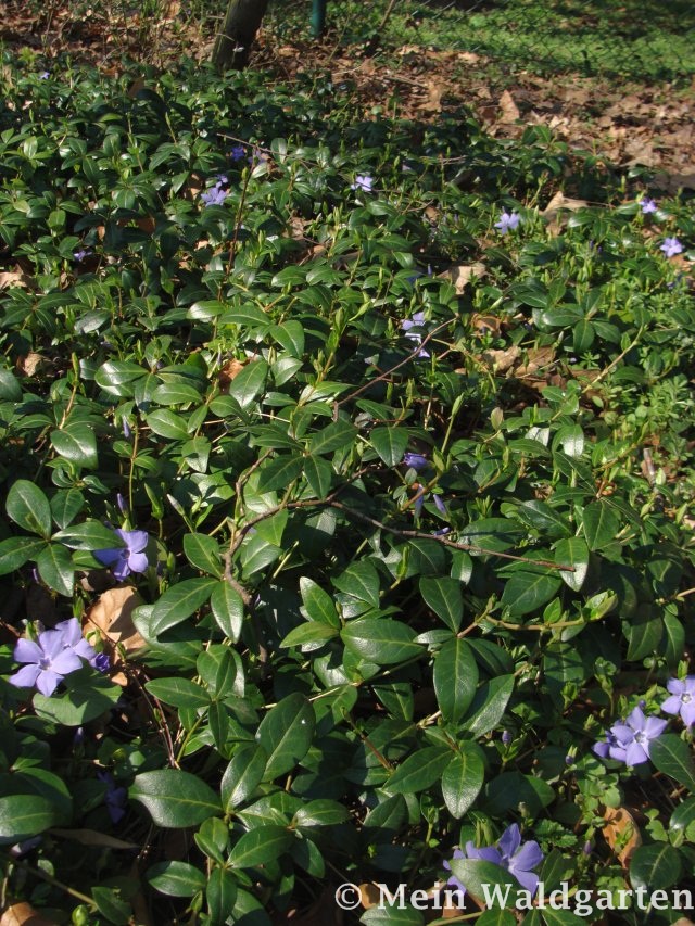 © Mein Waldgarten: Vinca minor und Vinca major