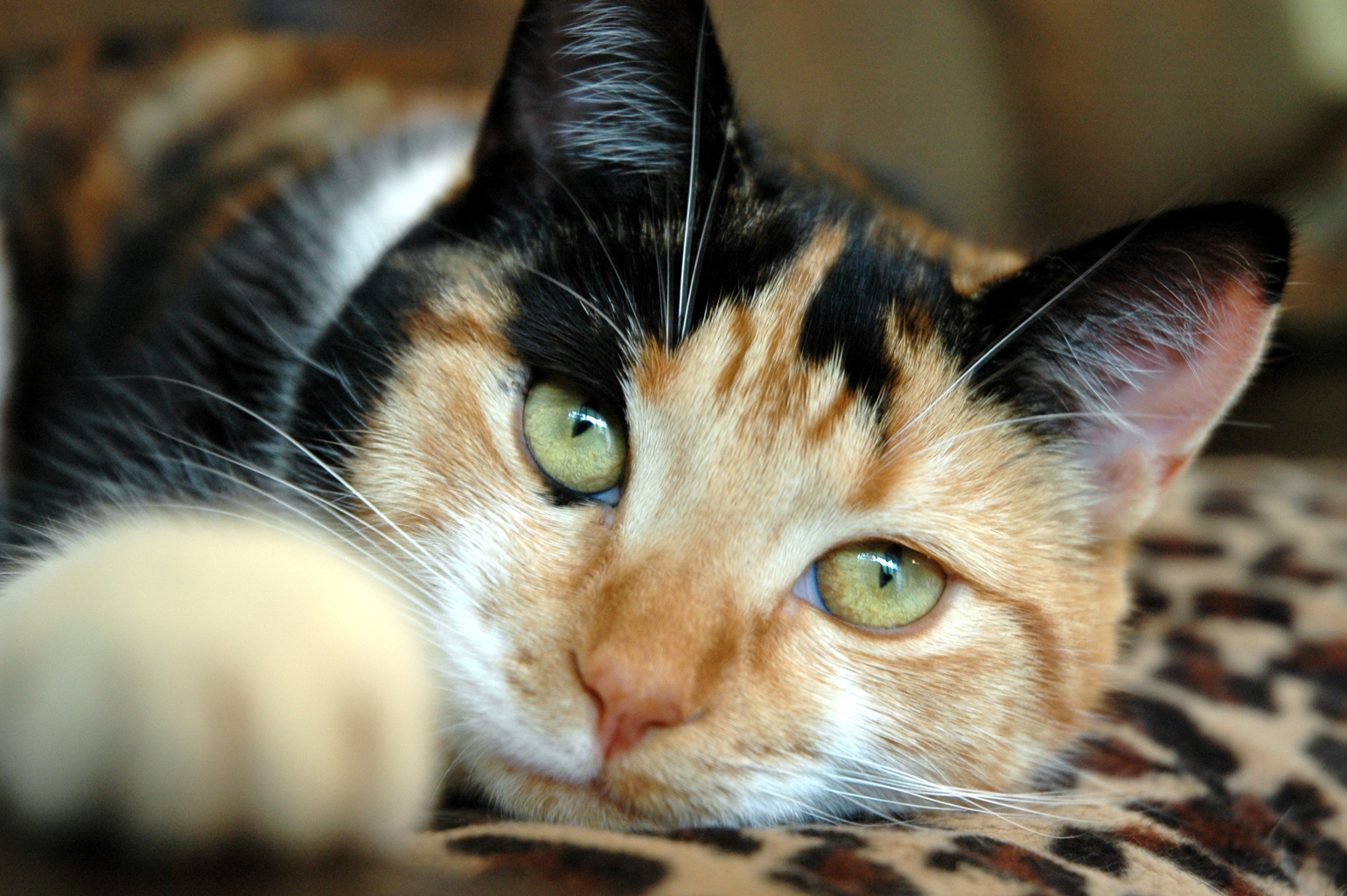 The Amazing Calico Cat Cat Breeds in photographs