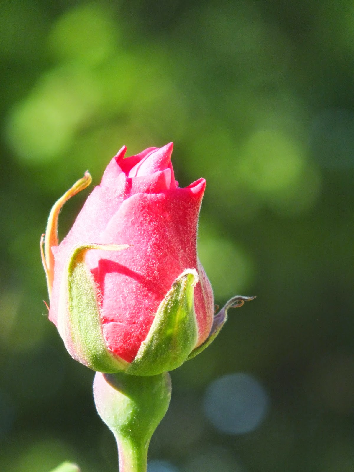 FABULO BOUTON DE ROSE