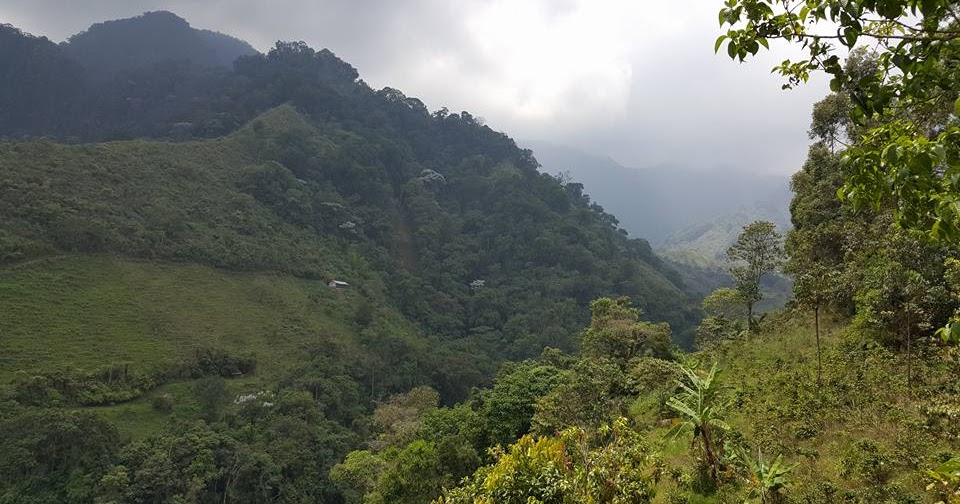 Líneas de un Reportero LOS BOSQUES QUE ENCANTAN A CALI