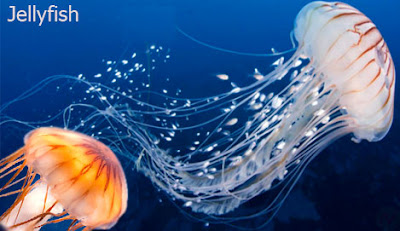 jellyfish, sea animal jellyfish
