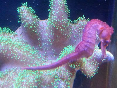 caballito de mar Hippocampus Reidi caballito de mar Hippocampus Reidi