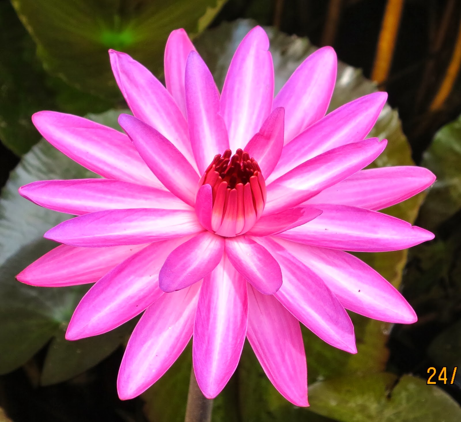 Waymarks on a Journey Lotus flowers of different colours!