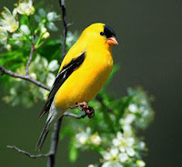 goldfinch bird