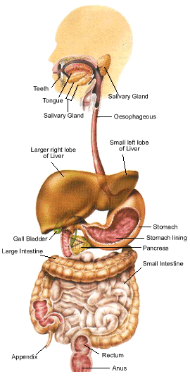 Cantor Gallery: digestive system diagram unlabeled