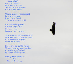 flying poem bird encounter worth experience living