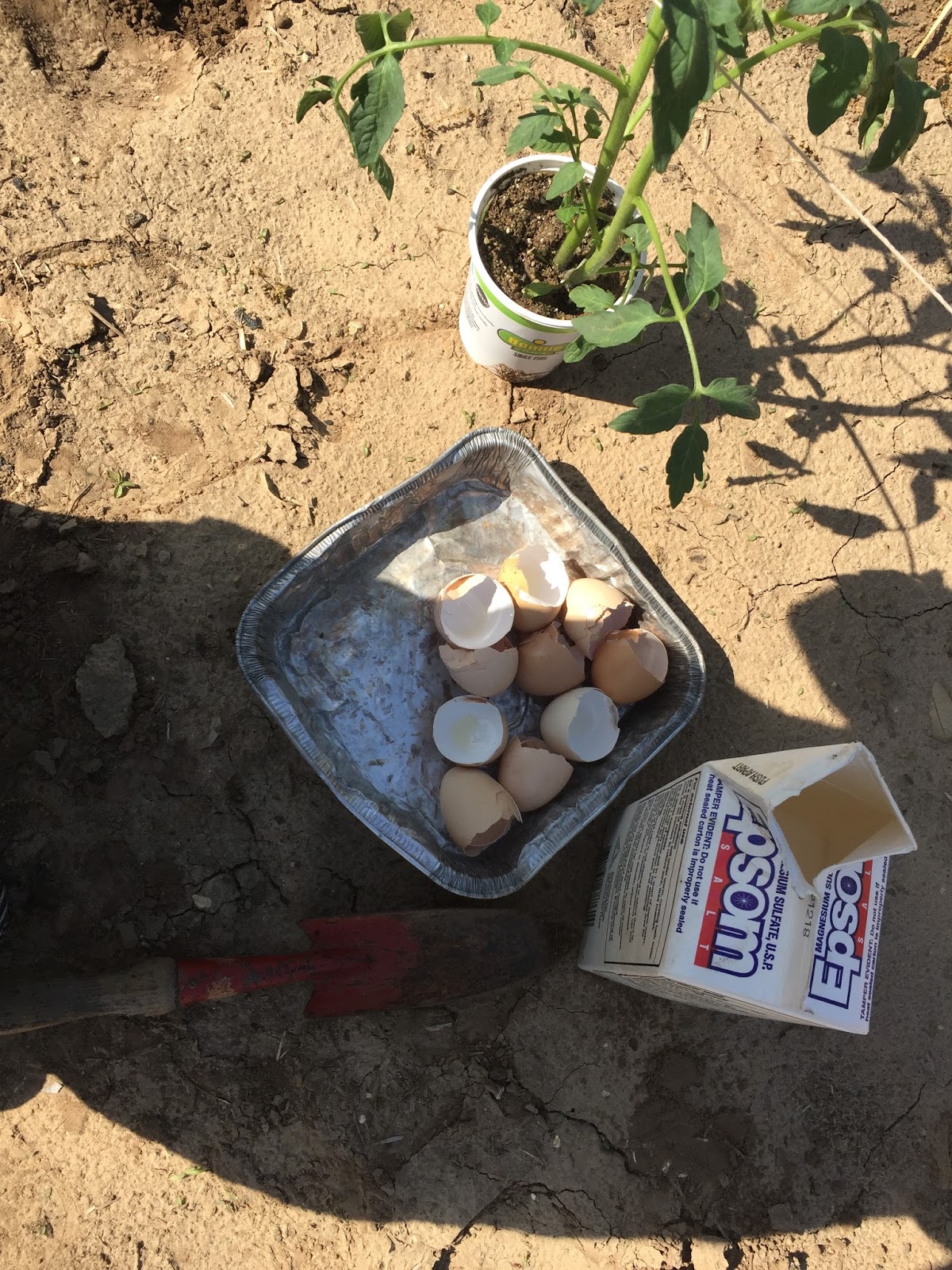 A Day in the Life of a Farm Wife Egg Shells and Tomatoes