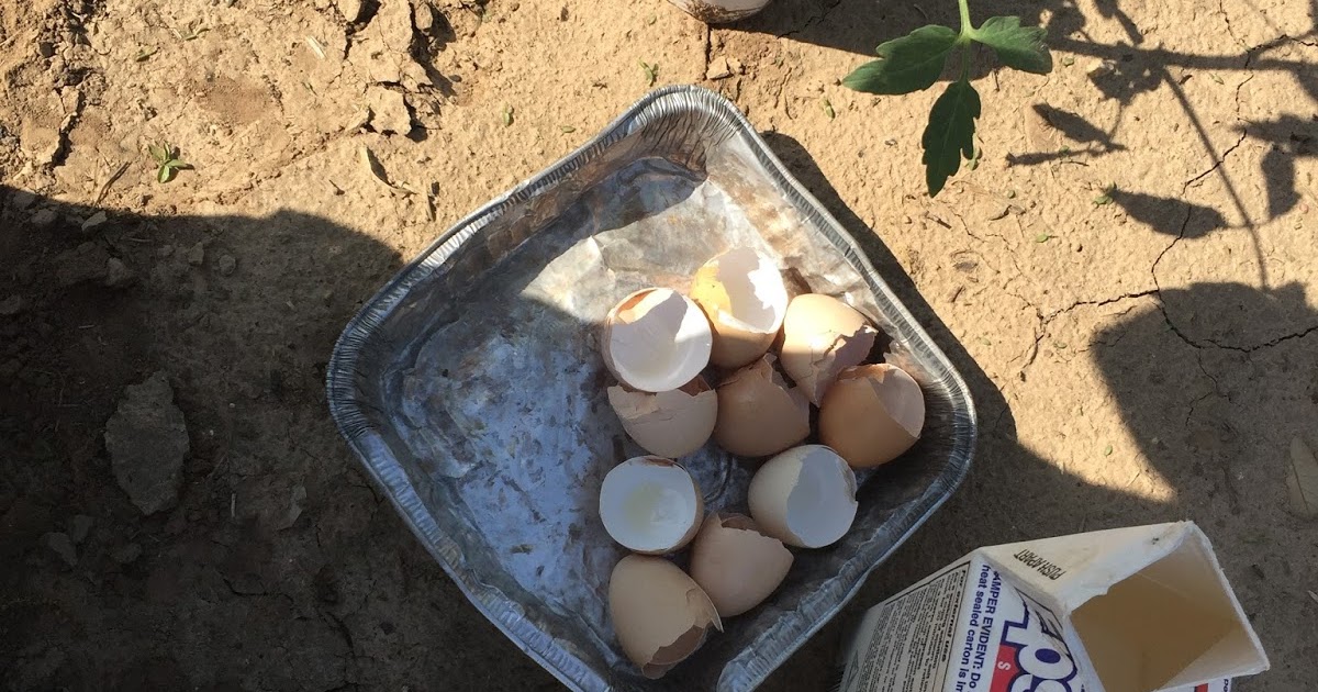 A Day in the Life of a Farm Wife Egg Shells and Tomatoes