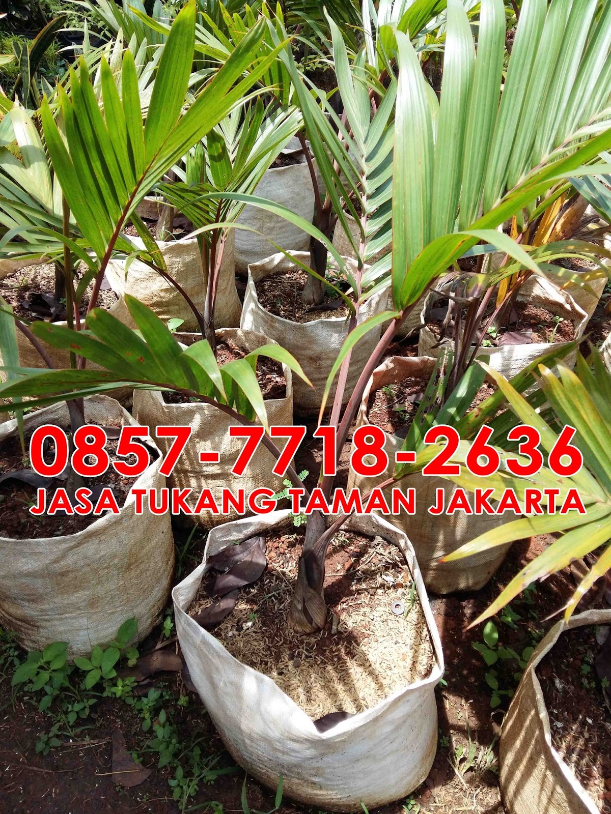 jual pohon palem botol bottle palm bibit palem botol jual pohon palem botol bottle palm bibit palem botol