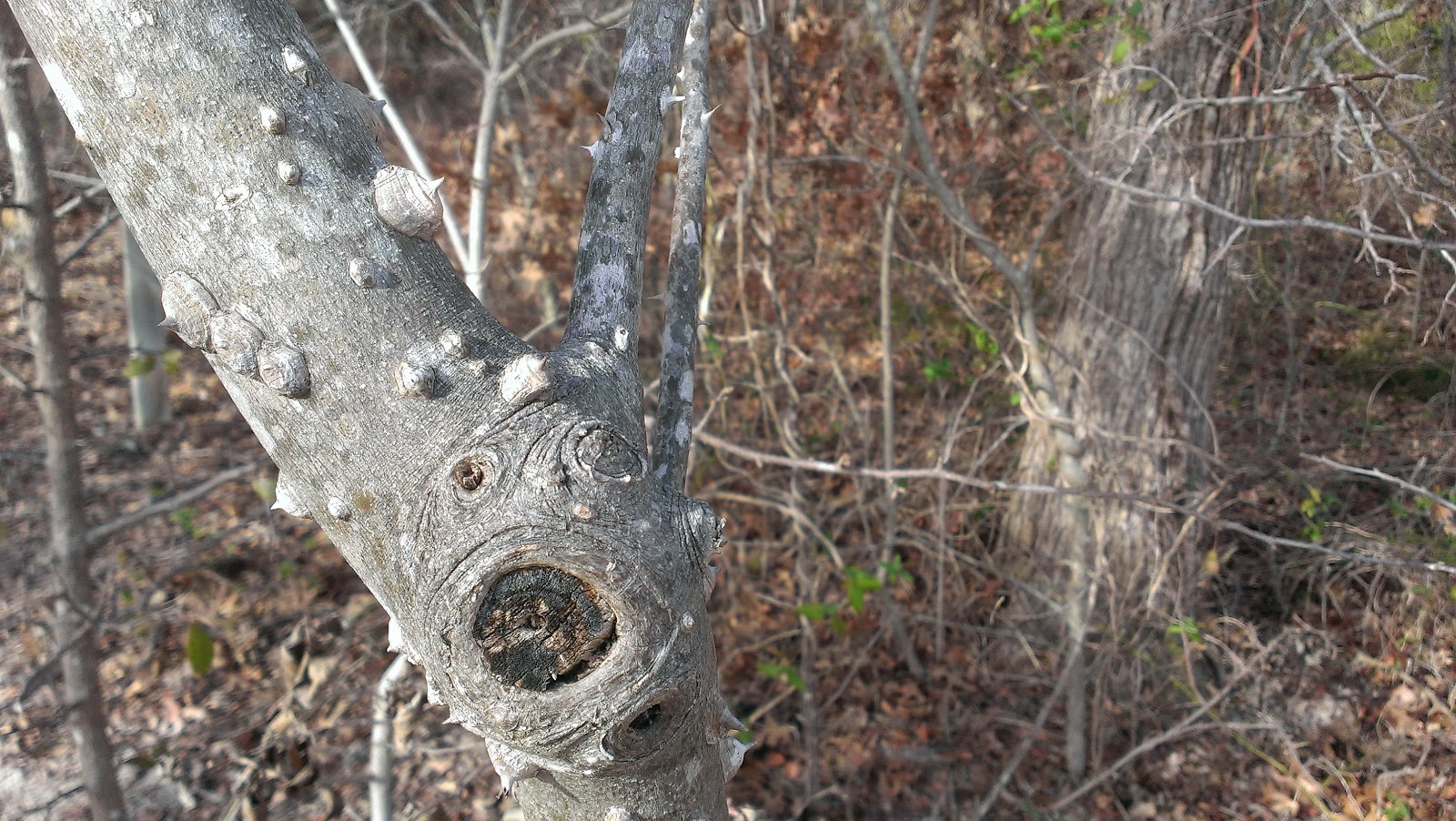 Nature Photography and Facts : Southern Prickly Ash