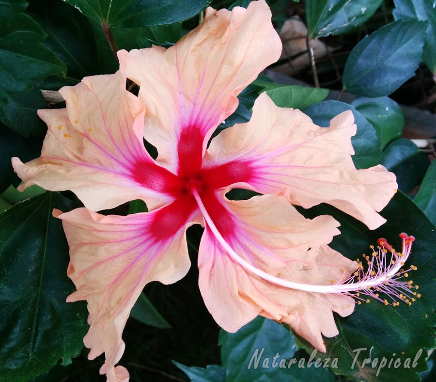 Variedad matizada con pétalos plegados de la flor de un Hibisco, género Hibiscus